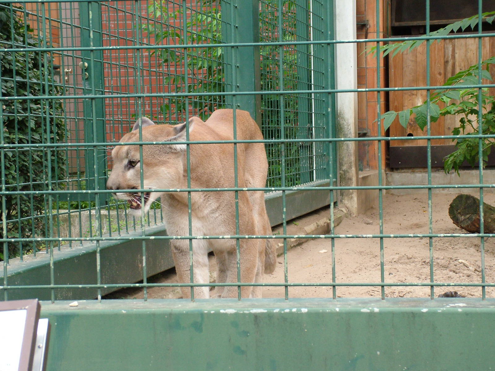 Montana Puma at Tierpark Berlin, 30/08/11