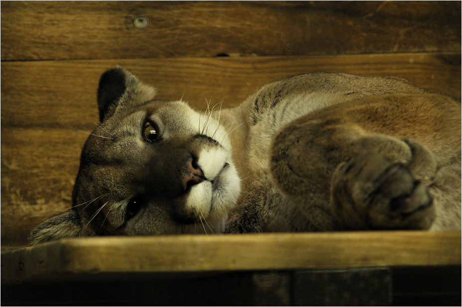 Montana-Puma at Tierpark Berlin