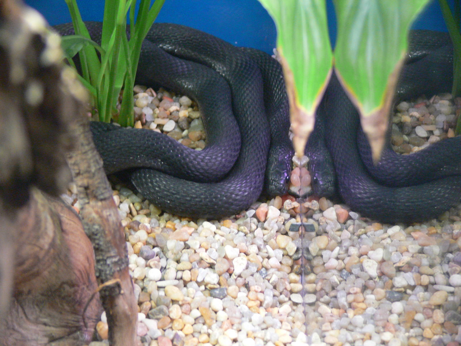 Montane egg-eating Snake at Terra Natura, 03/08/14
