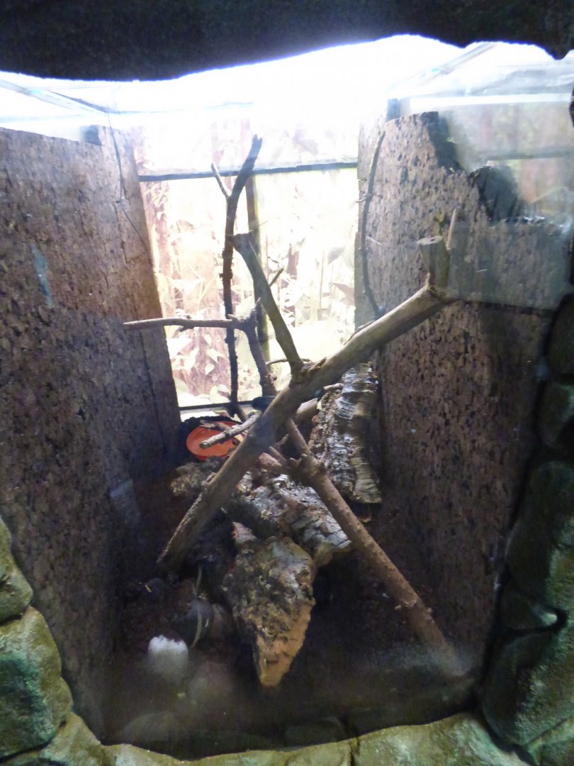 Montane Egg-eating Snake exhibit in 'Wee Beesties'