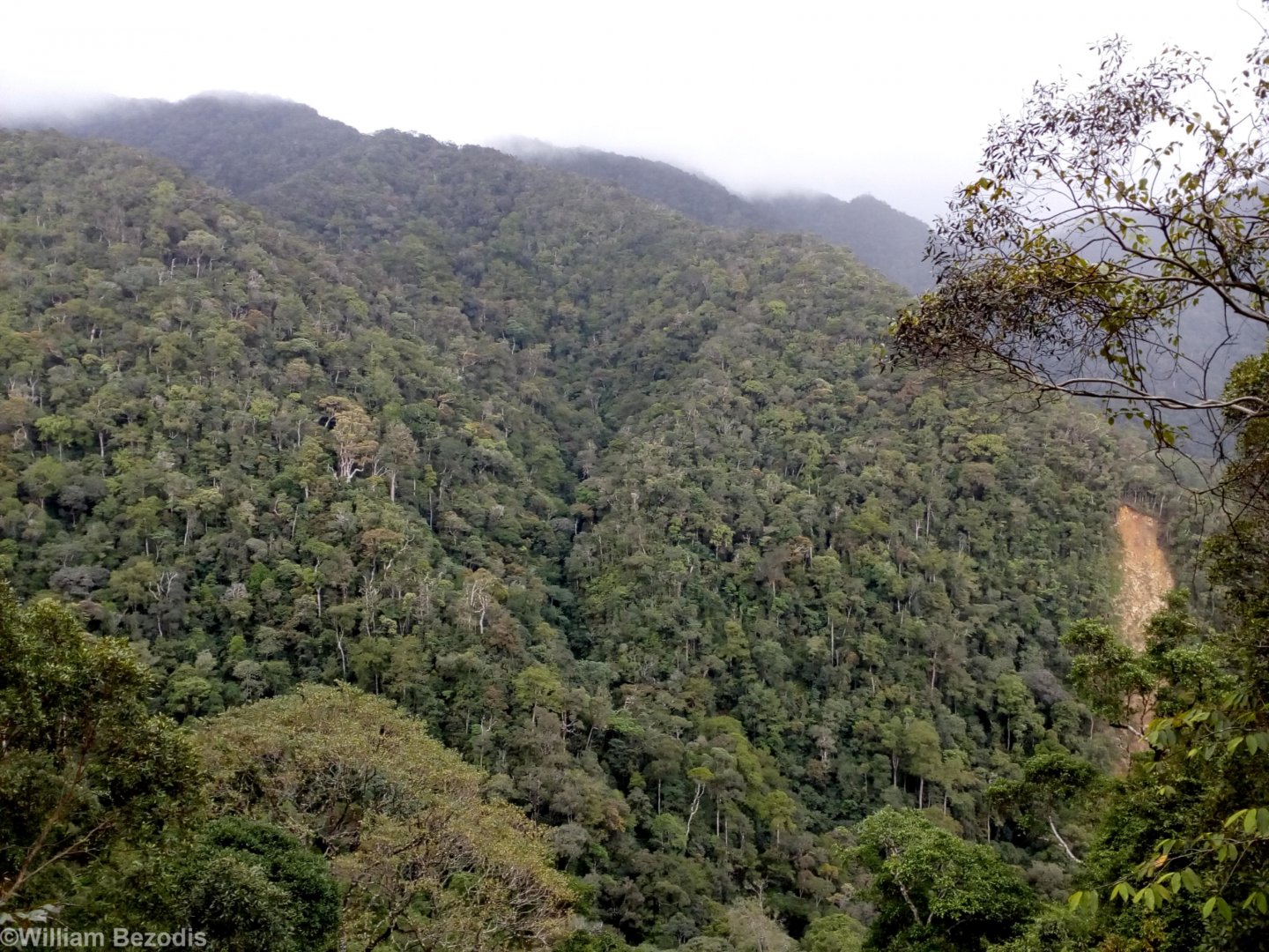 Montane Forest - Mount Kinabalu