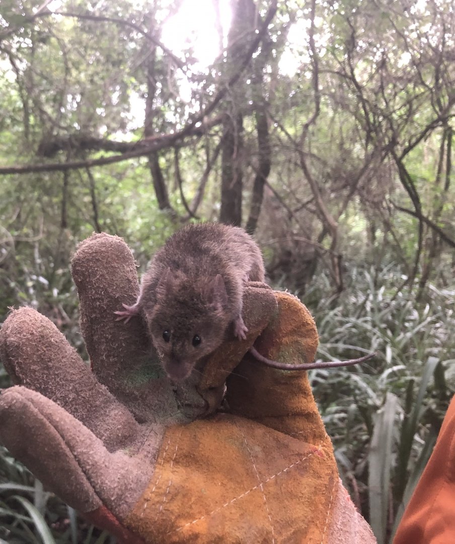 Montane Grass Mouse (Akodon montensis)