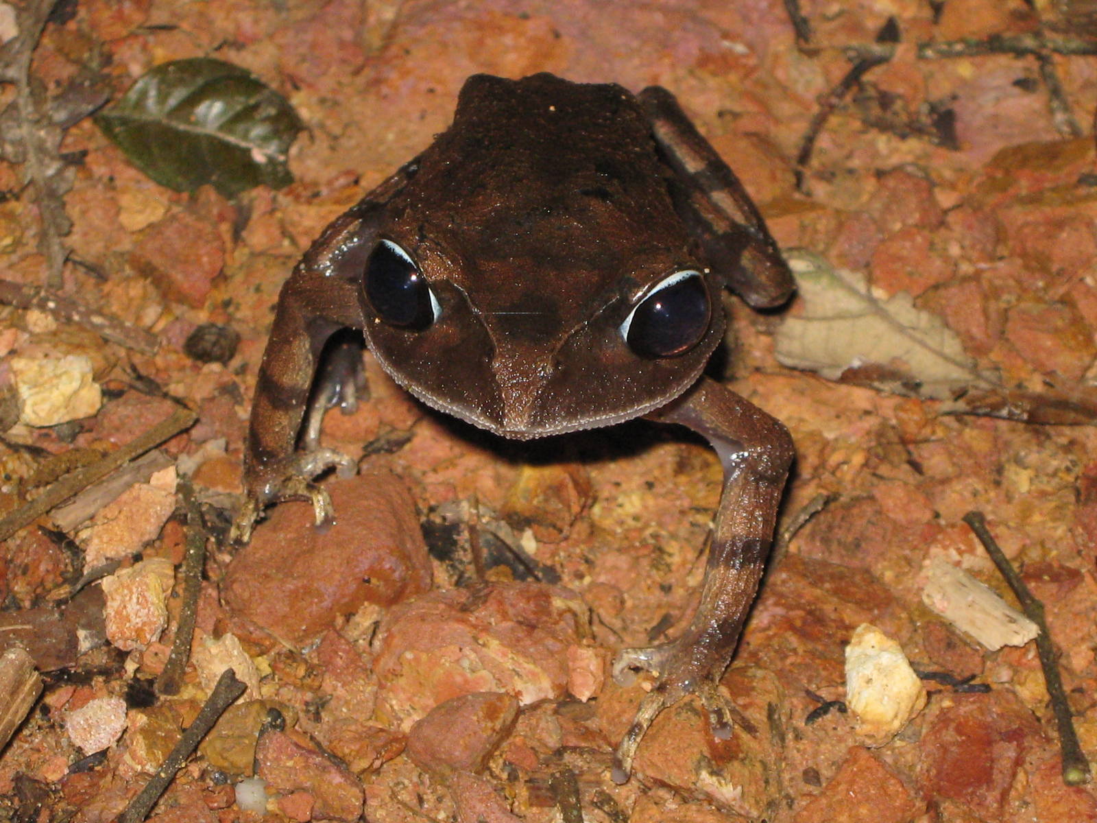 montane large-eyed litter frog (Leptobrachium montanum)