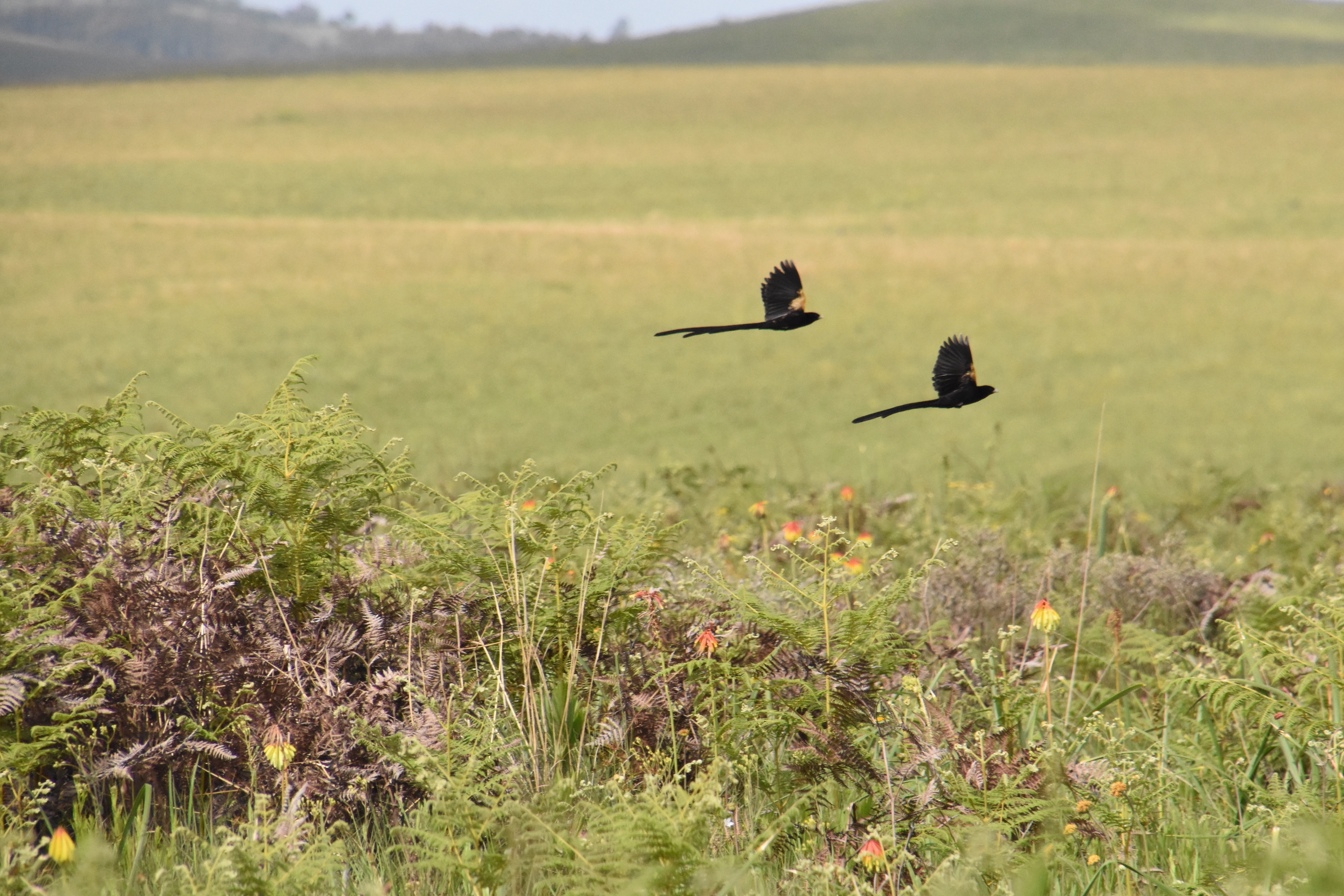 Montane marsh widowbird