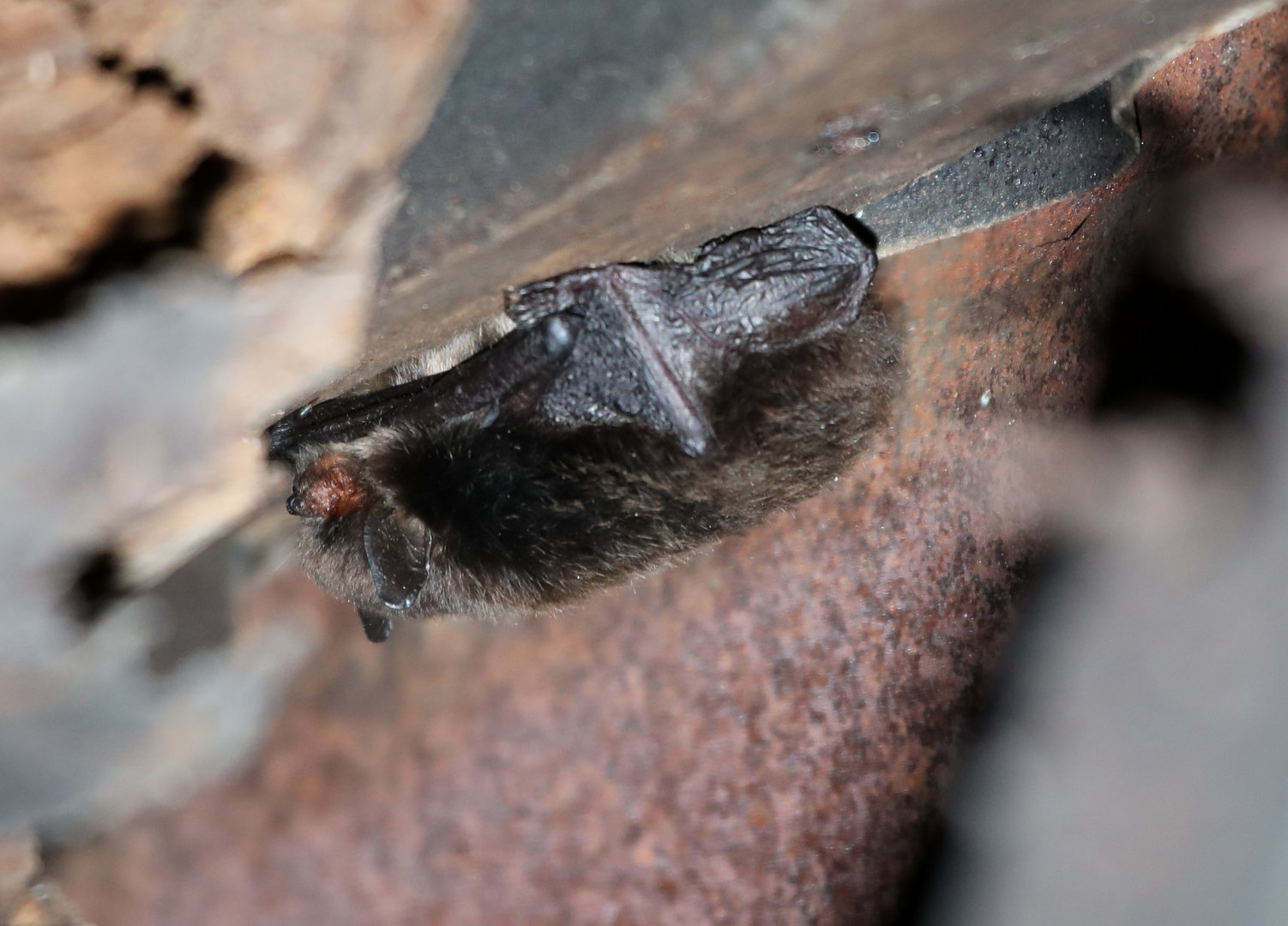 montane myotis (Myotis oxyotus)