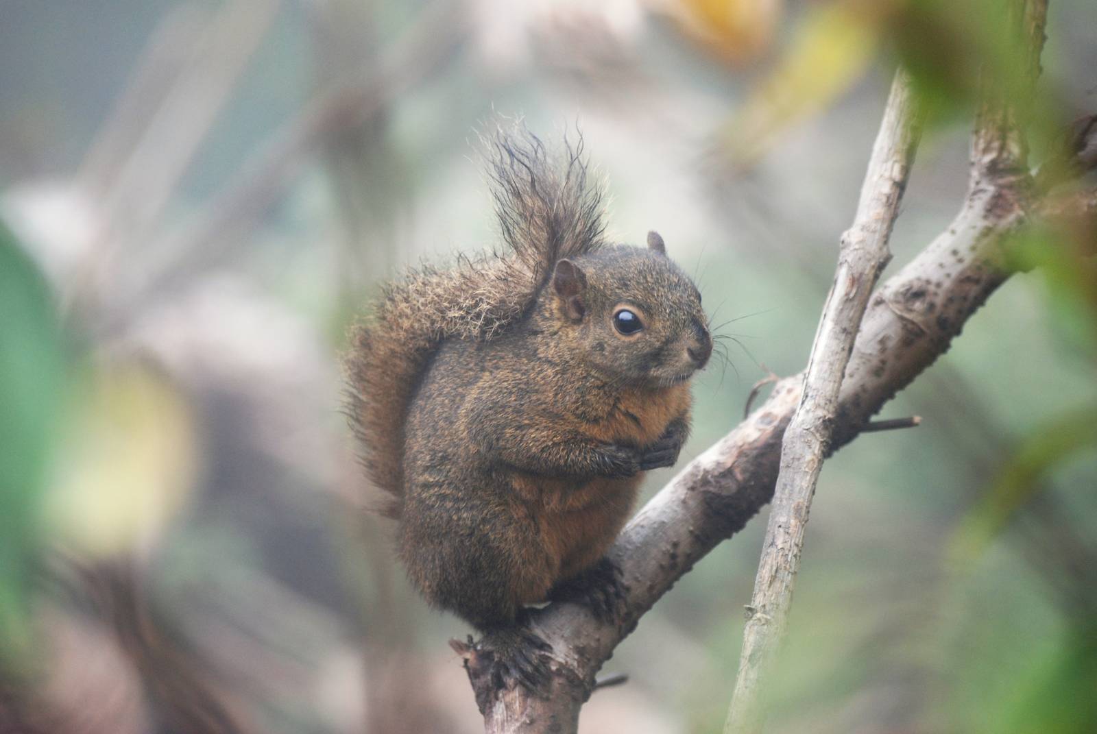 Montane or Po?s Squirrel, Po?s Volcano, 12/04/14