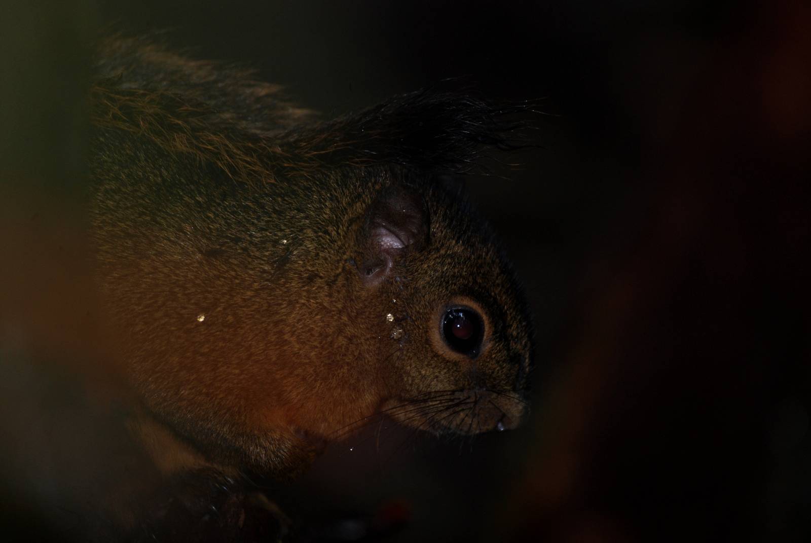 Montane or Po?s Squirrel, Po?s Volcano, 12/04/14
