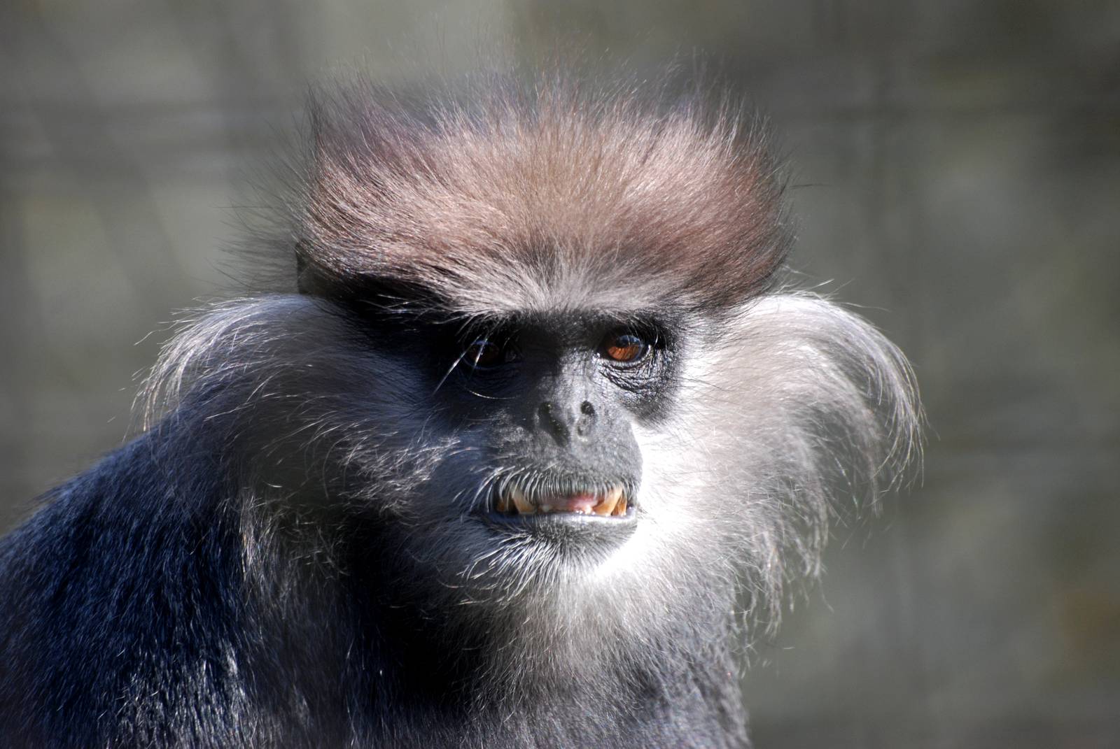 Montane Purple-faced Langur at Cotswold WP, 12/05/12