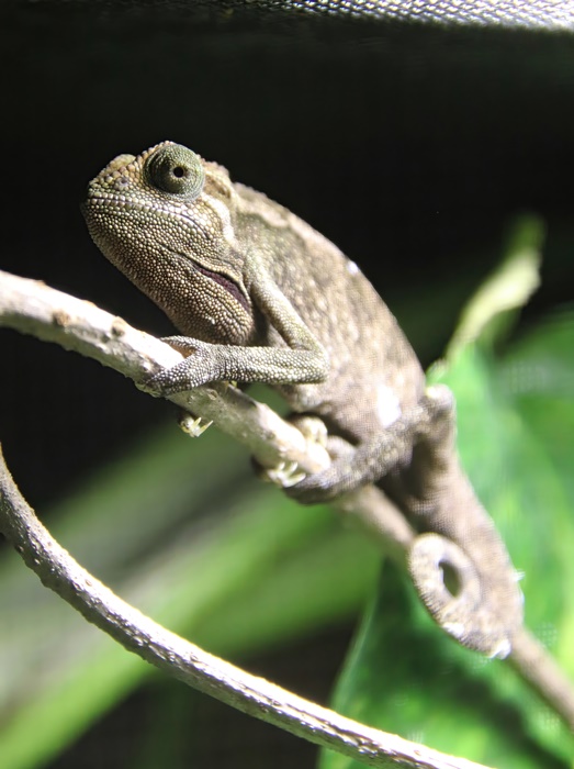 Montane side-striped chameleon (Trioceros ellioti)