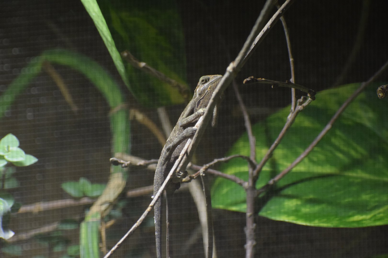 Montane side-striped chameleon