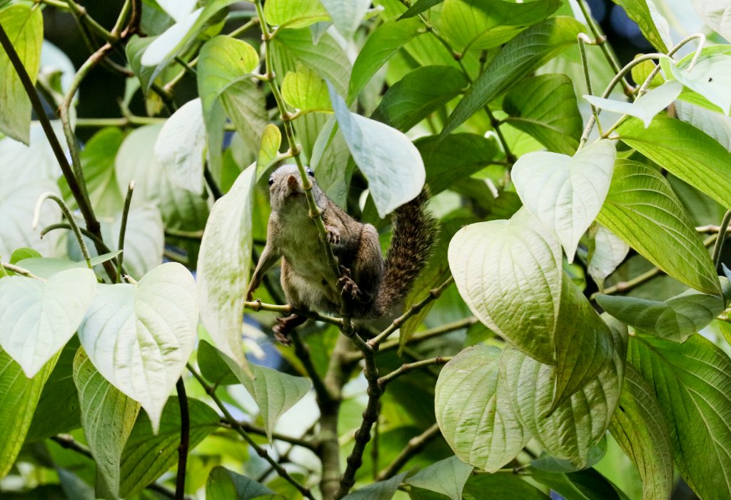 Montane Slender Squirrel