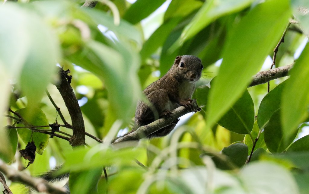Montane Slender Squirrel