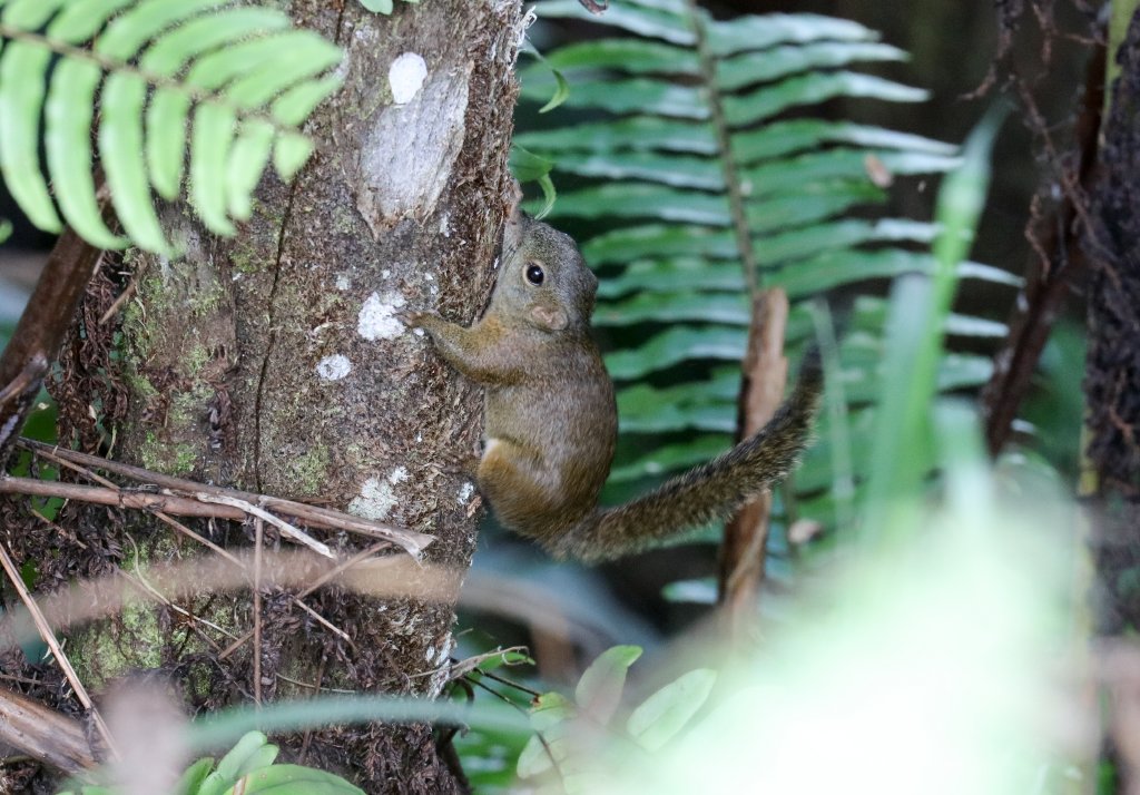 Montane Slender Squirrel