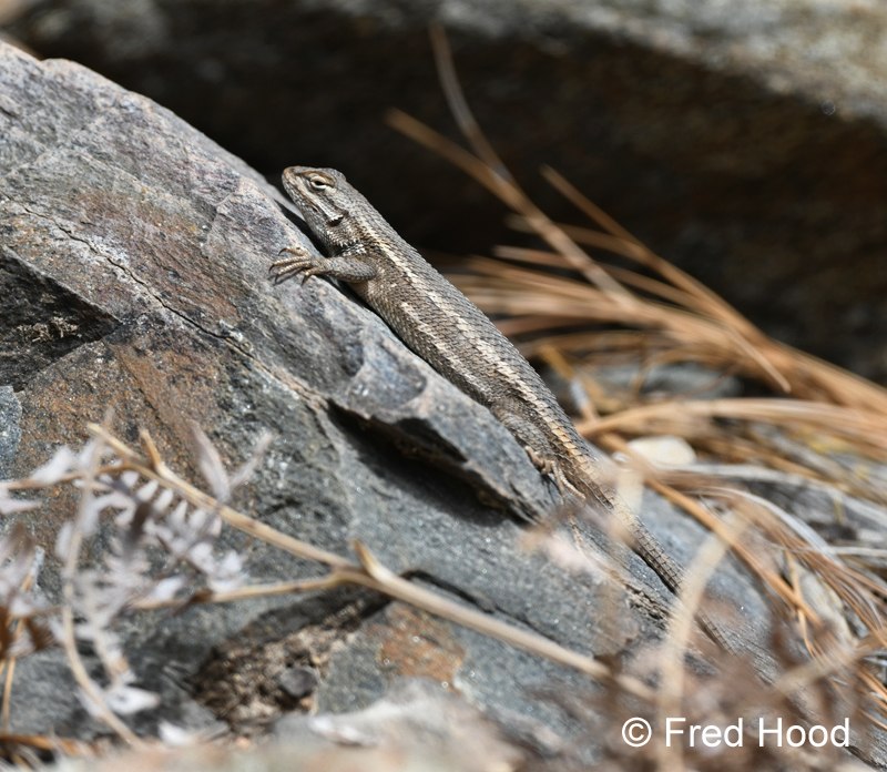 montane southwest fence lizard