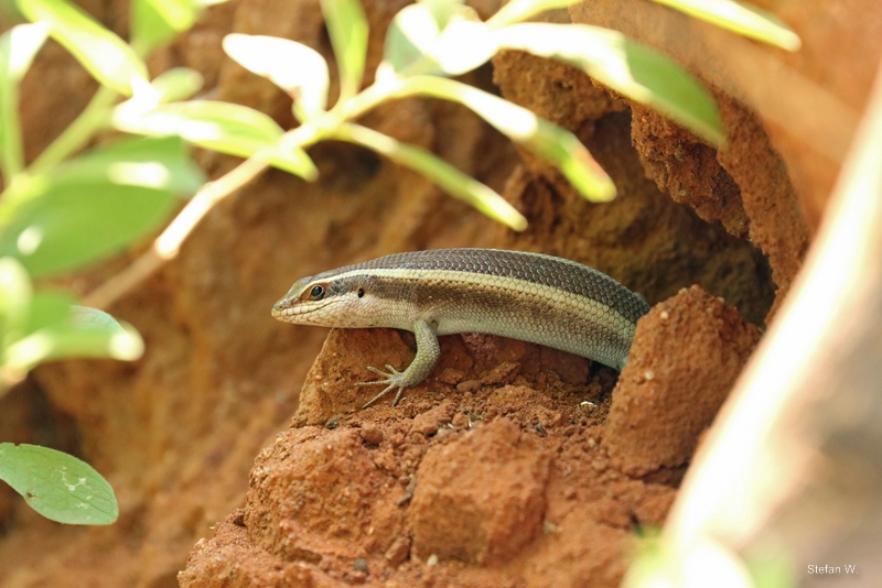Montane Speckled Skink (Trachylepis punctatissima)