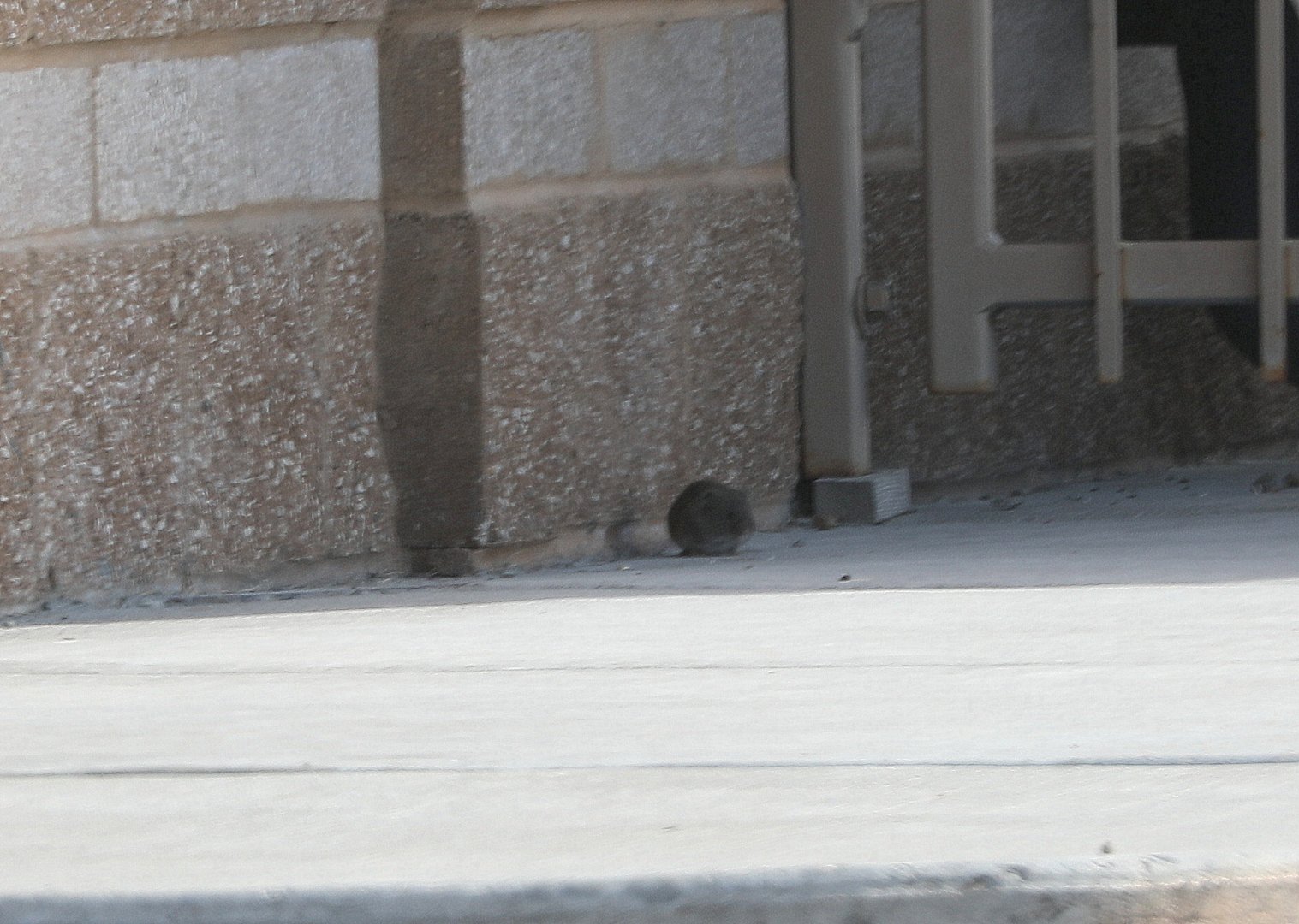 montane vole (Microtus montanus)