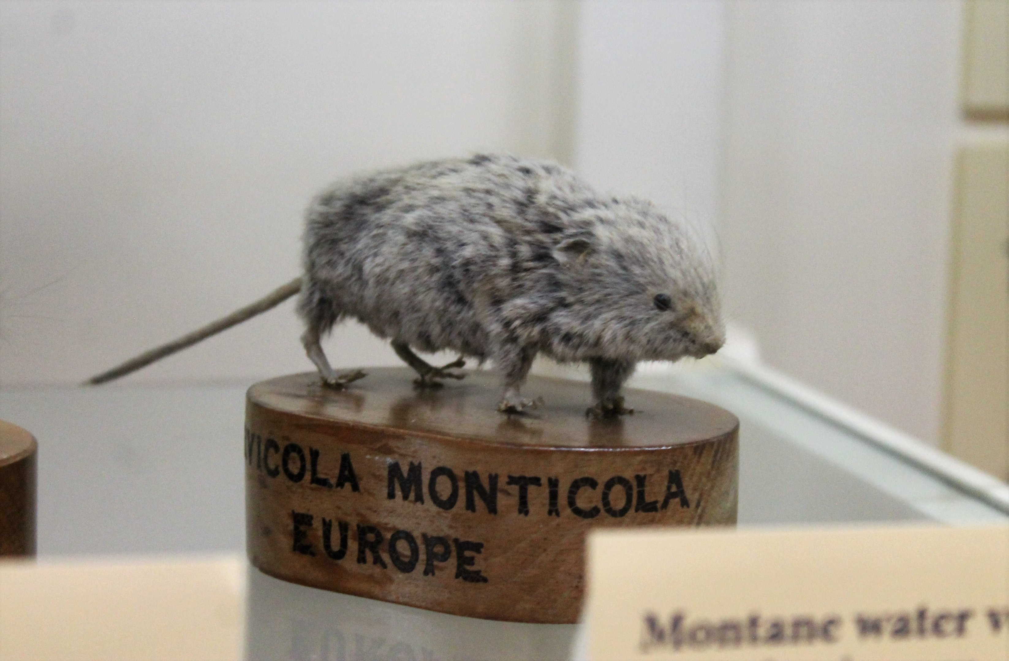 Montane Water Vole (Arvicola scherman), Otago Museum