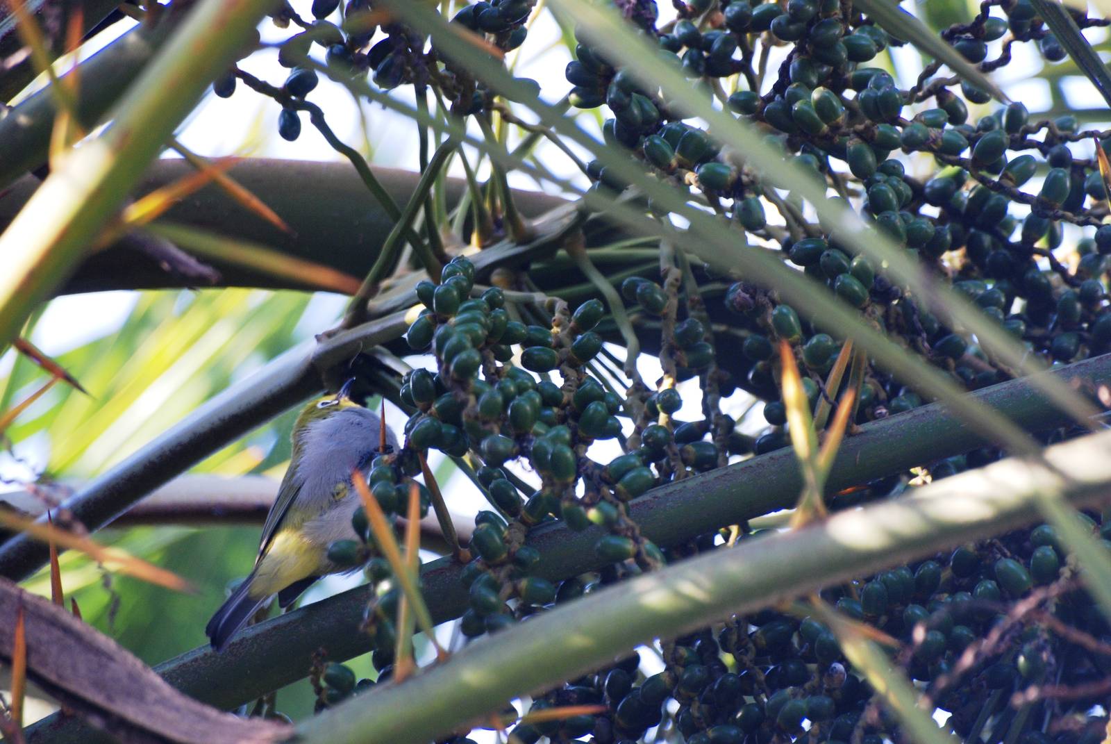Montane White-eye at Goba, 16/10/14