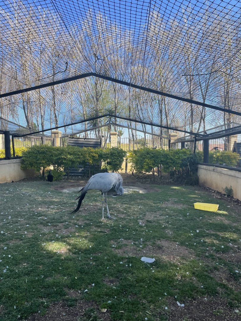 MonteCasino Bird Gardens - Blue Crane Exhibit - 2021.5.30