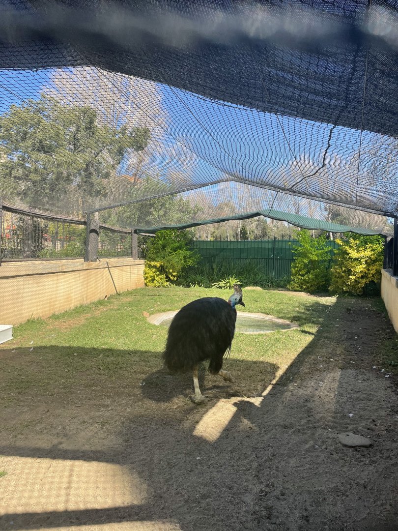 MonteCasino Bird Gardens - Cassowary Exhibit - 2021.5.30