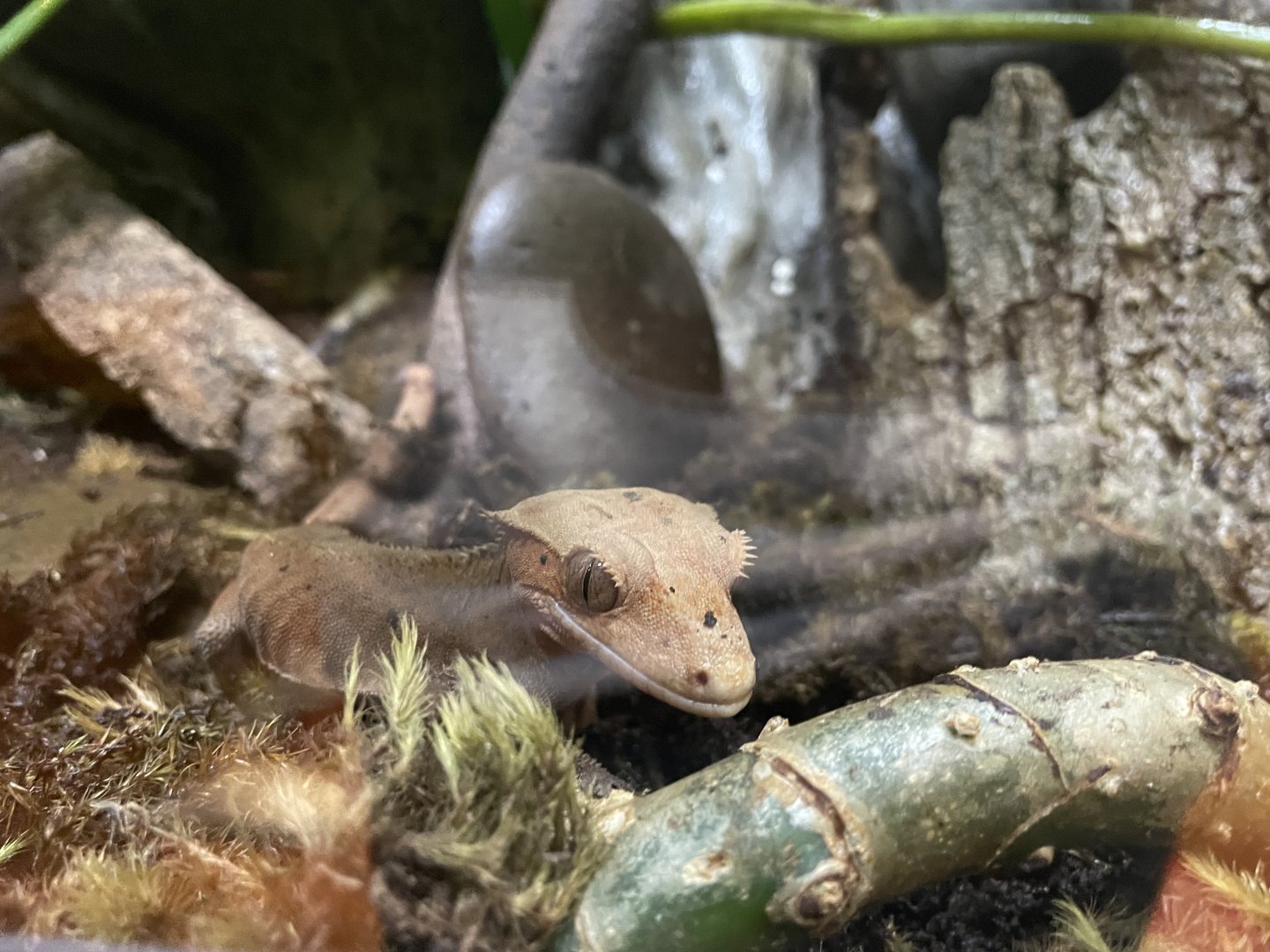 MonteCasino  Bird Gardens -  Crested Gecko - 2021.5.30