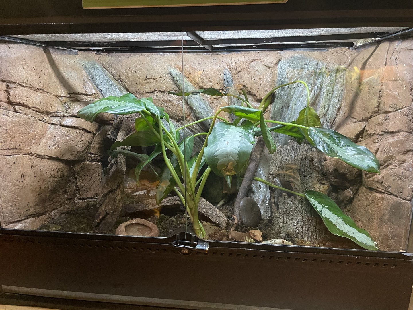MonteCasino  Bird Gardens -  Crested Gecko Exhibit - 2021.5.30