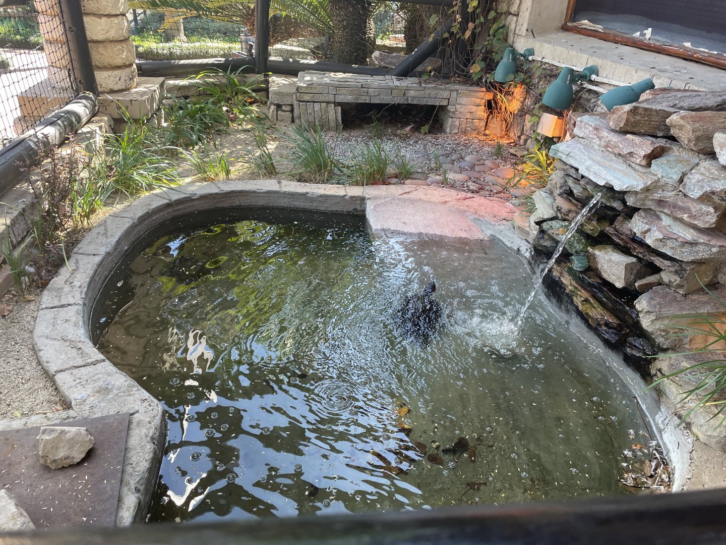 MonteCasino  Bird Gardens -  Red-Eared Slider Exhibit - 2021.5.30