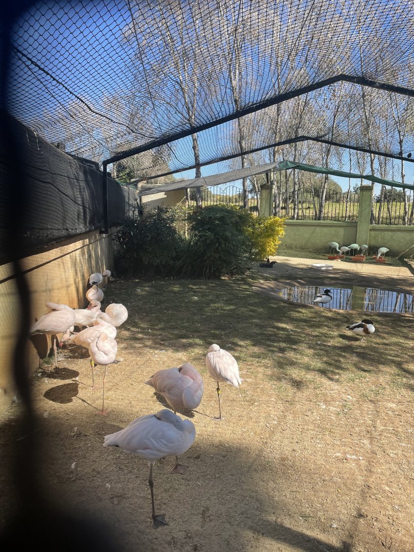 MonteCasino Bird Gardens - Second lesser flamingo Exhibit - 2021.5.30