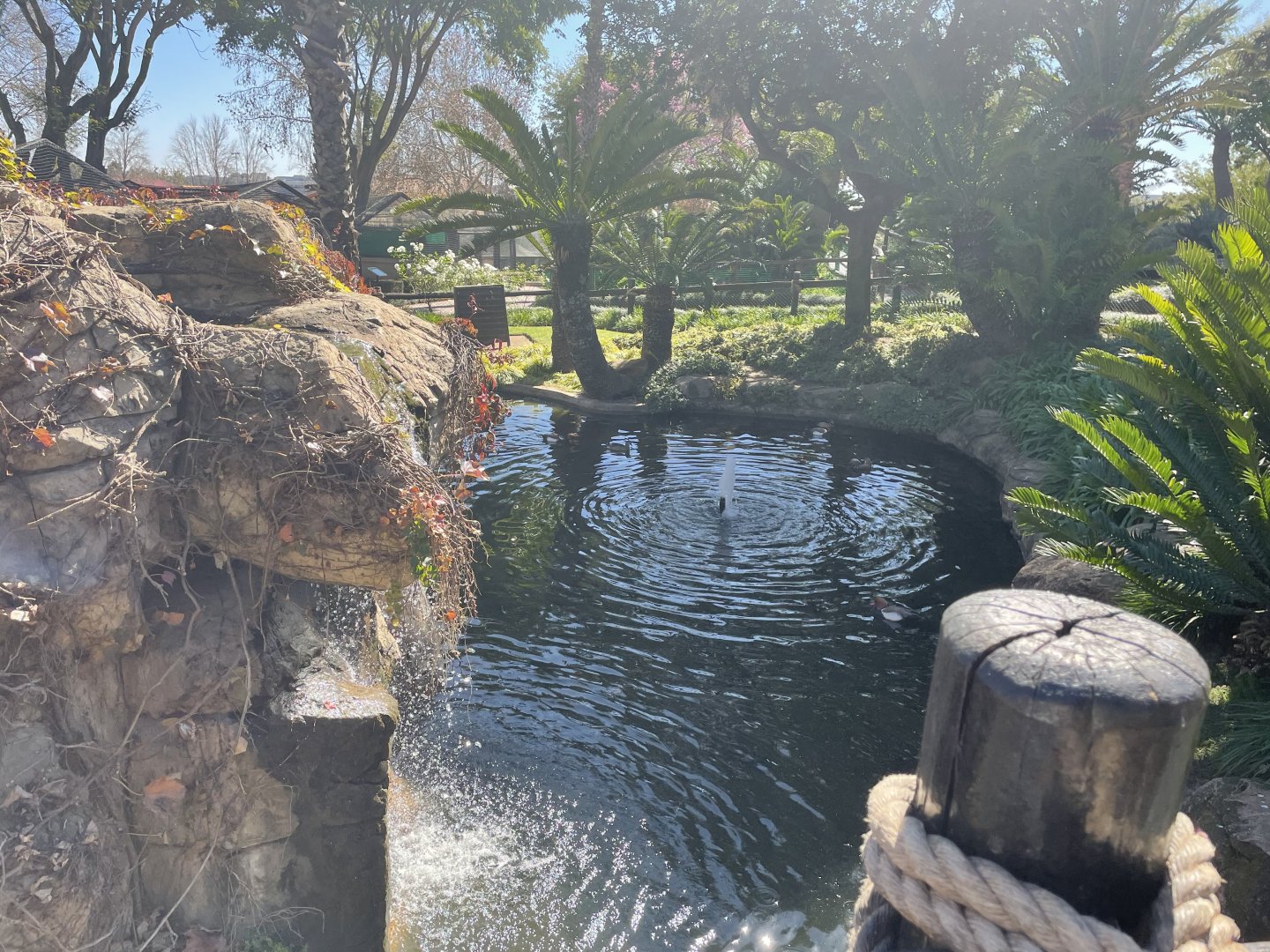 MonteCasino Bird Gardens - Waterfowl Pond - 2021.5.30