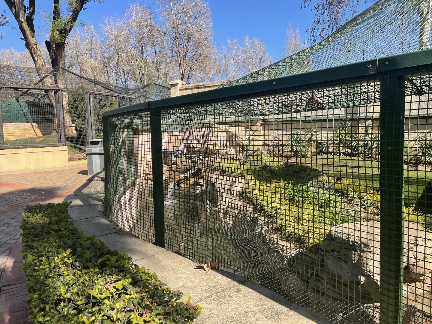 MonteCasino BirdGardens - Outdoor ring-talied lemur Exhibit -  2021.5.30