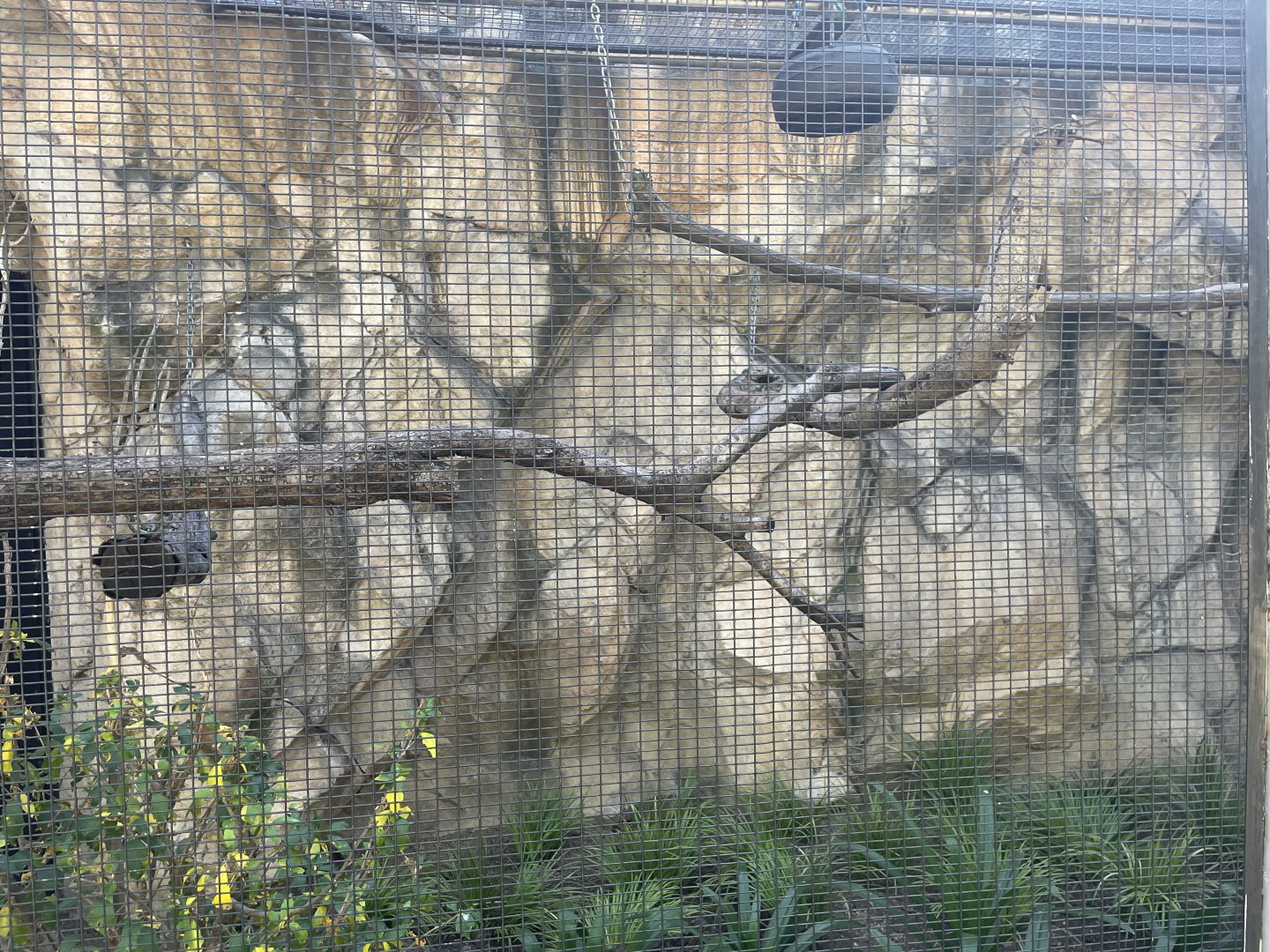 MonteCasino BirdGardens -  Spix saddle-backed Tamarin Exhibit -  2021.5.30