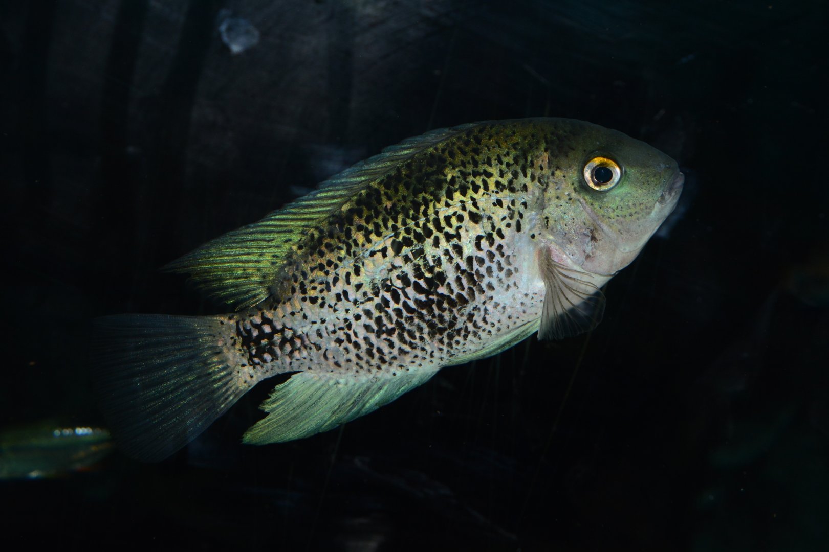 Montecristo cichlid (Oscura heterospila)