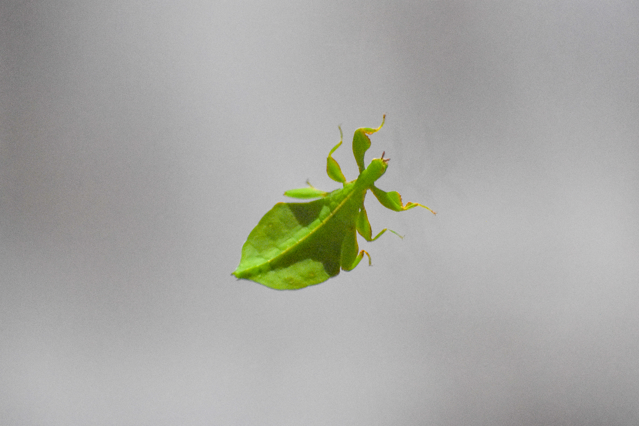 Monteith's Leaf Insect (Phyllium monteithi)