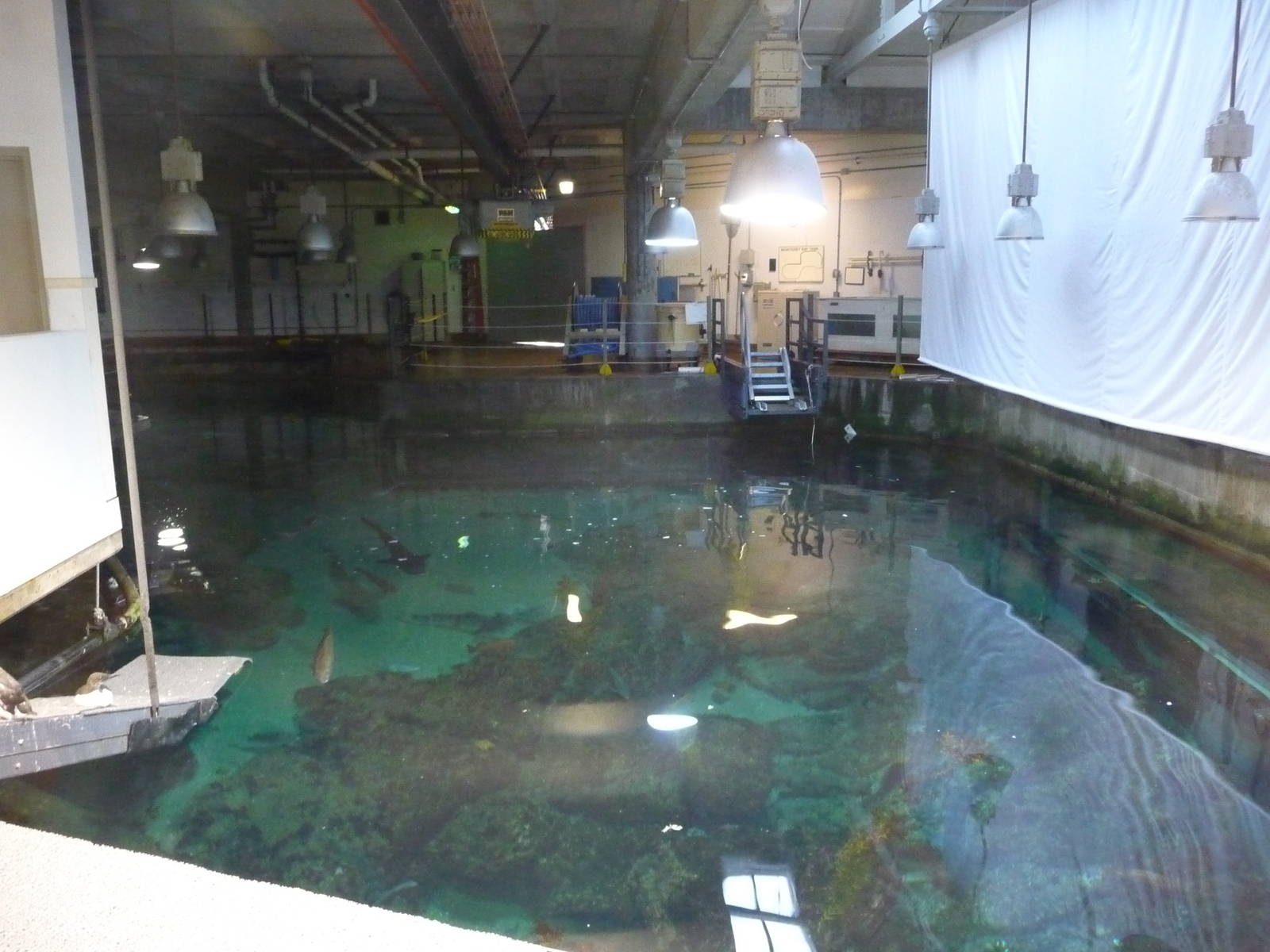 Monterey Bay Aquarium - Common Murres