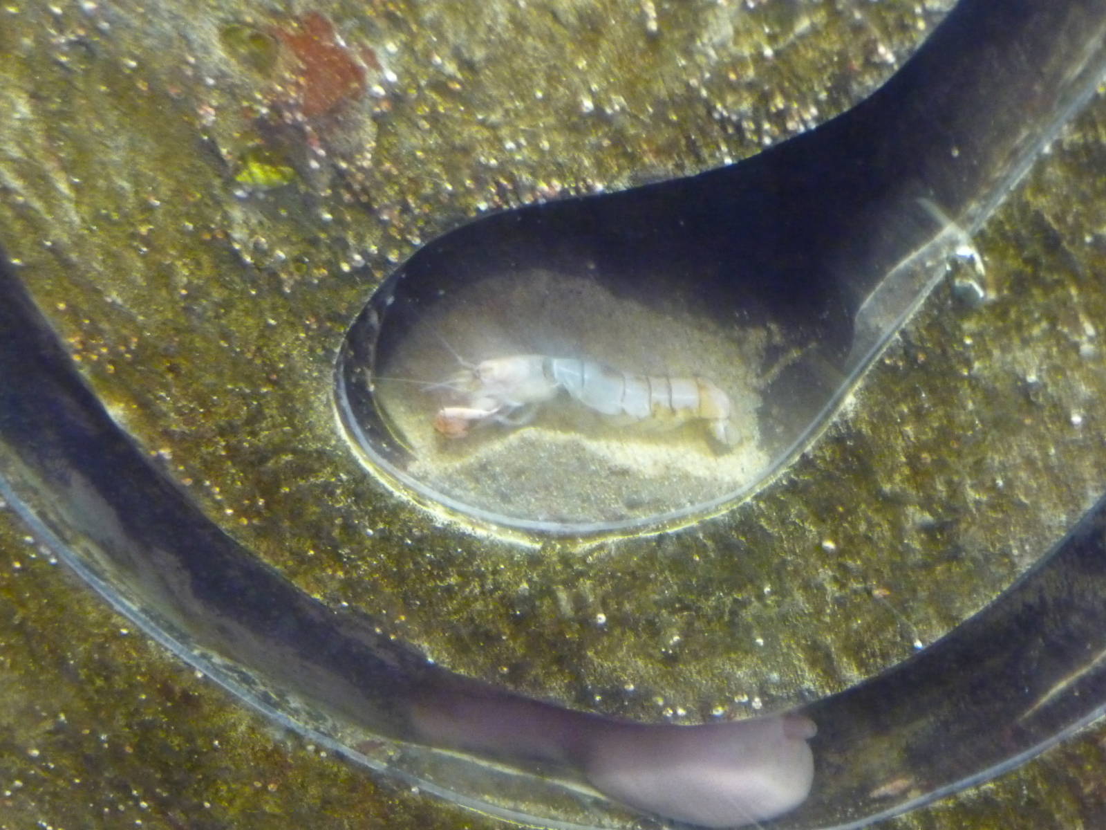 Monterey Bay Aquarium - Ghost Shrimp