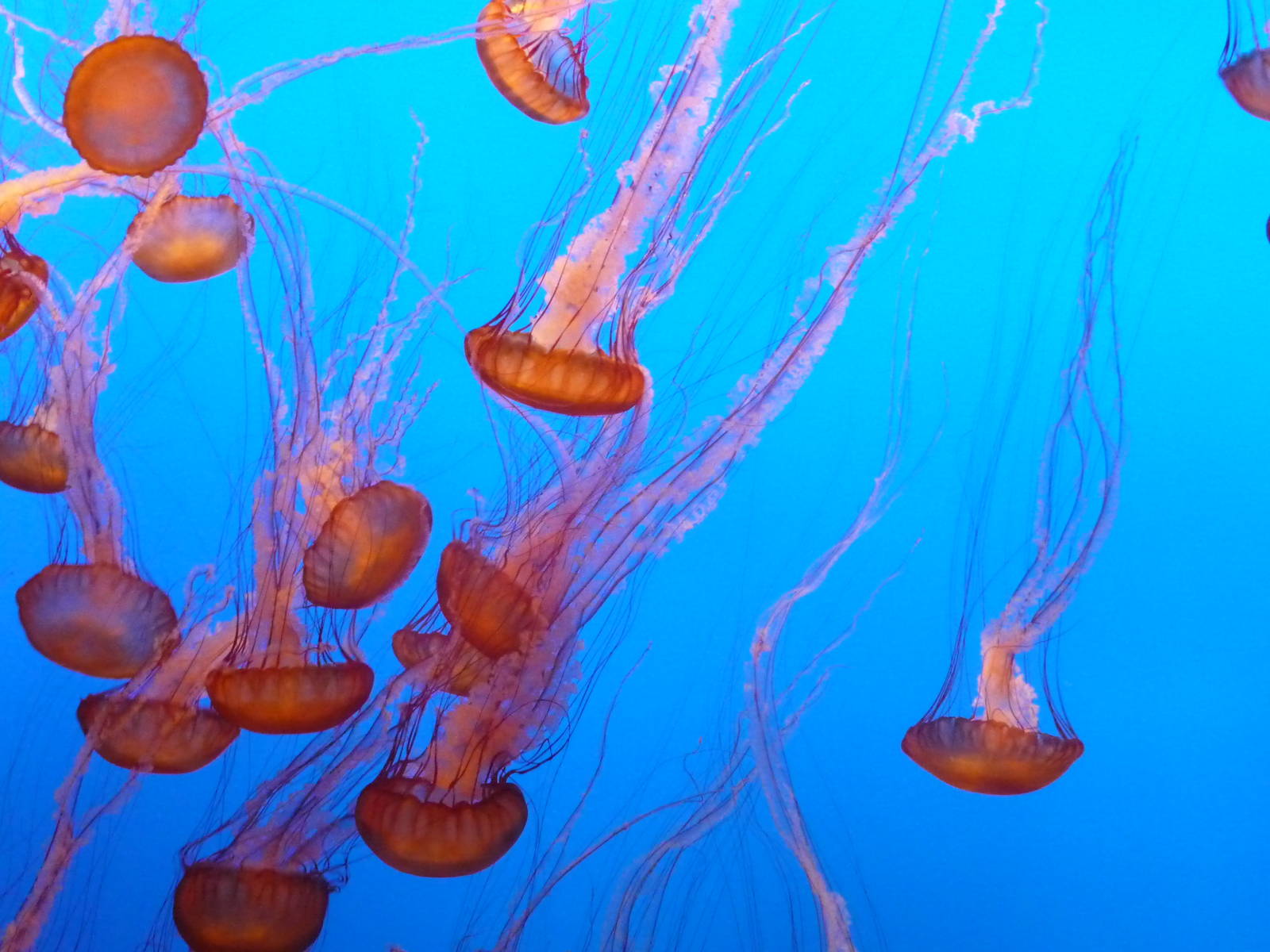 Monterey Bay Aquarium - Jellyfish