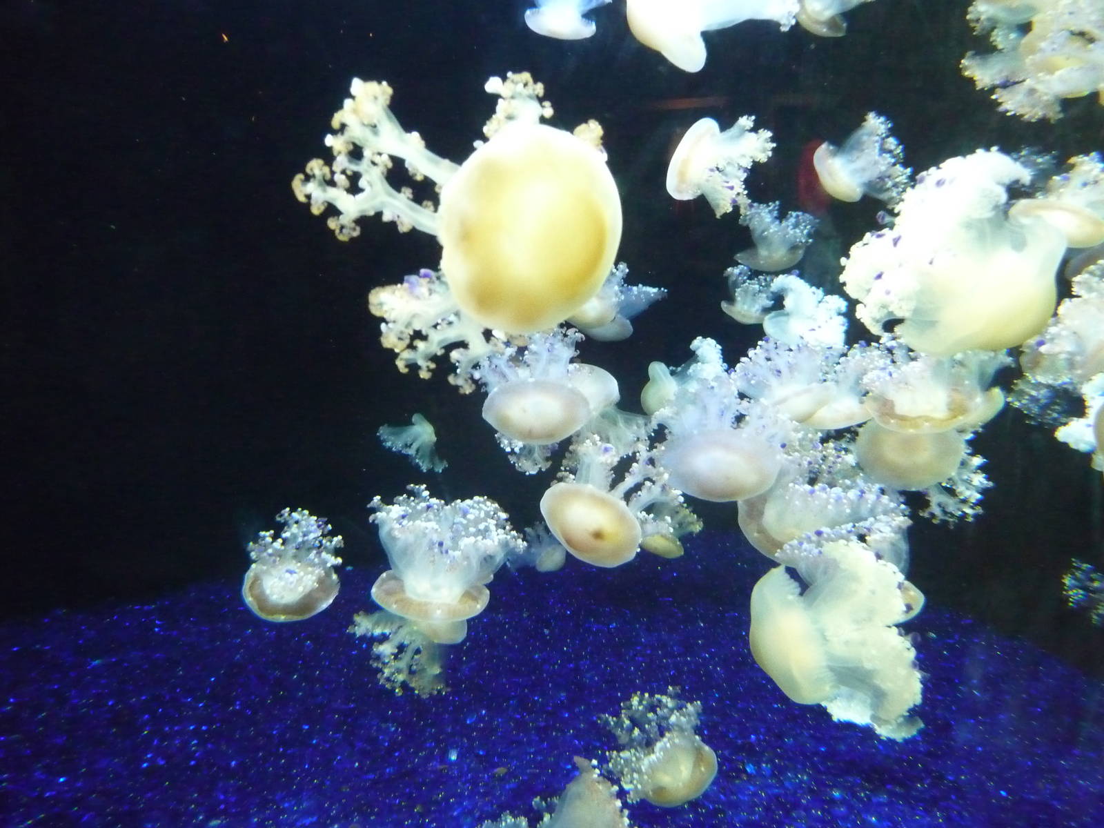 Monterey Bay Aquarium - Jellyfish