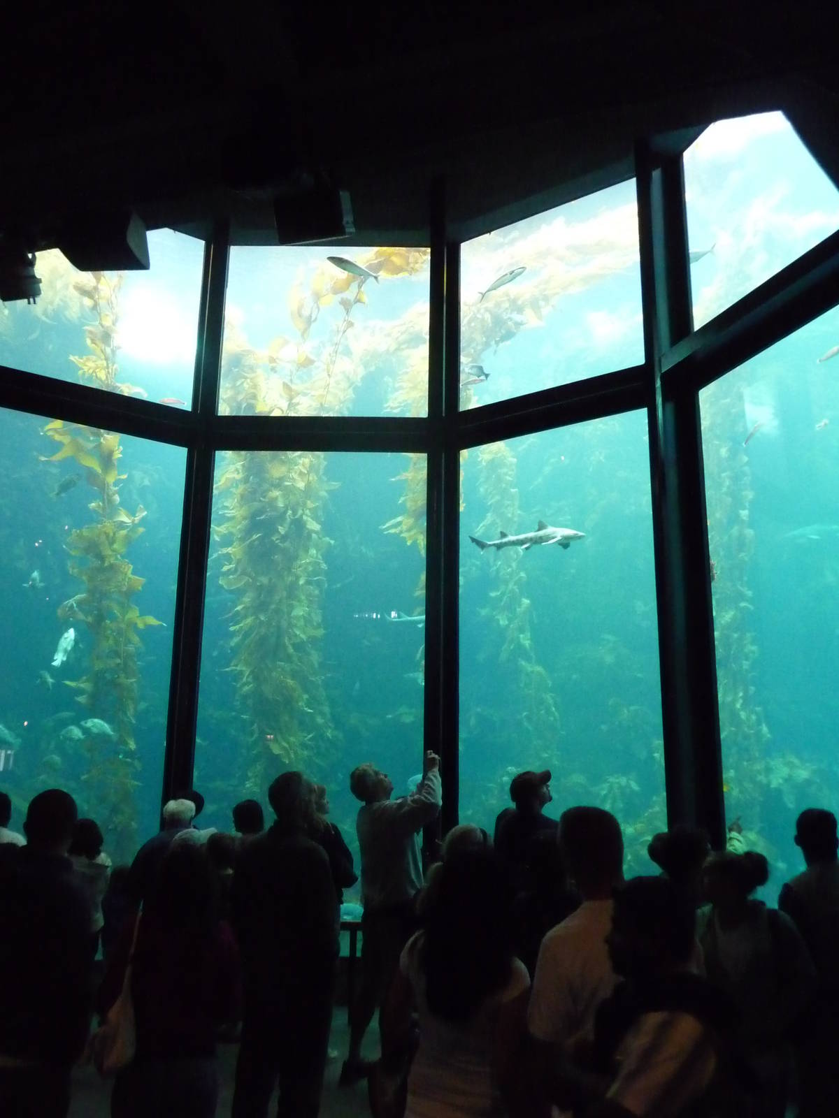 Monterey Bay Aquarium - Kelp Forest Exhibit
