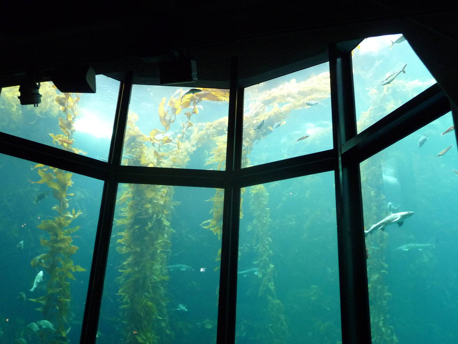 Monterey Bay Aquarium - Kelp Forest Exhibit