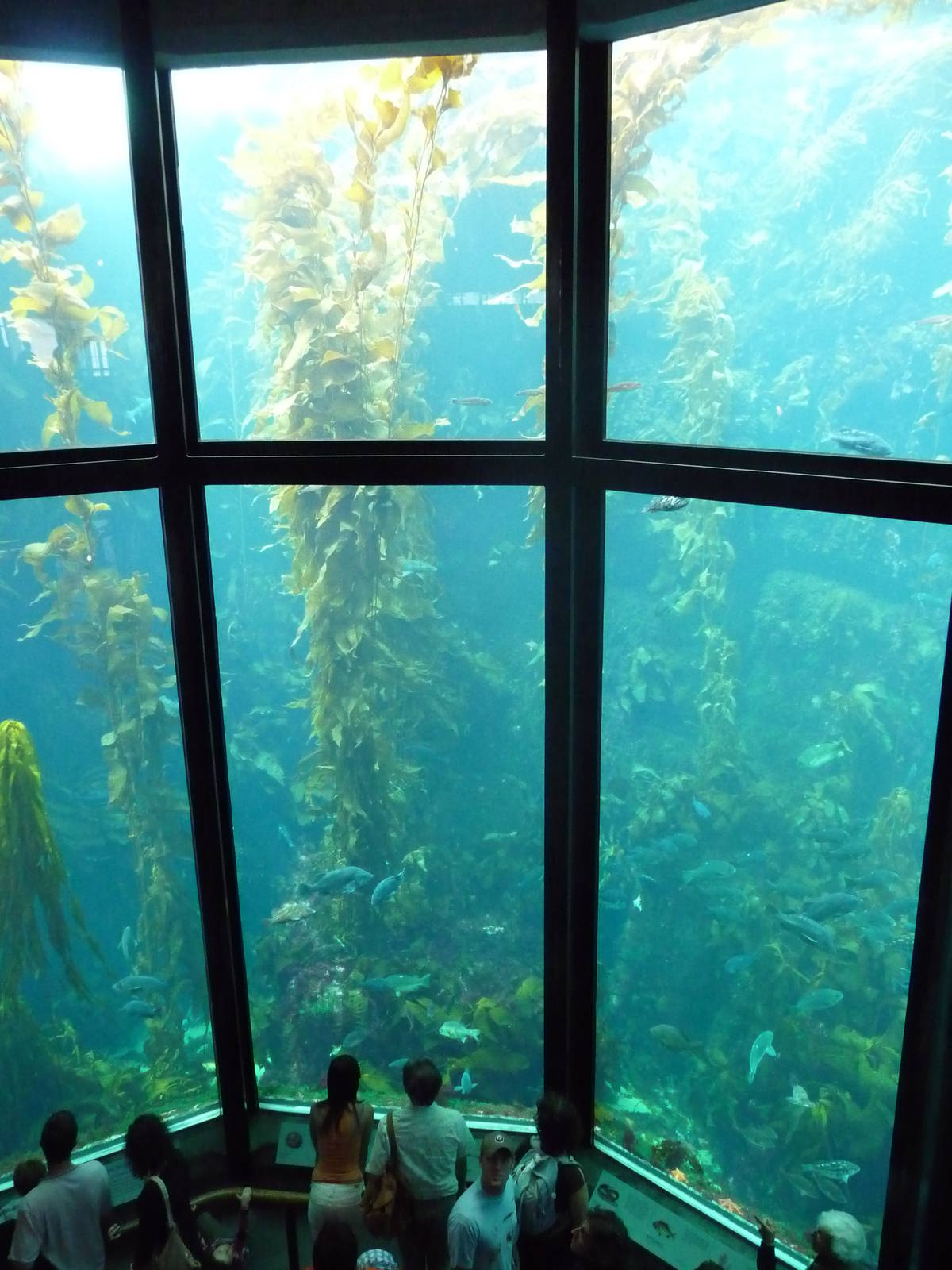 Monterey Bay Aquarium - Kelp Forest Exhibit