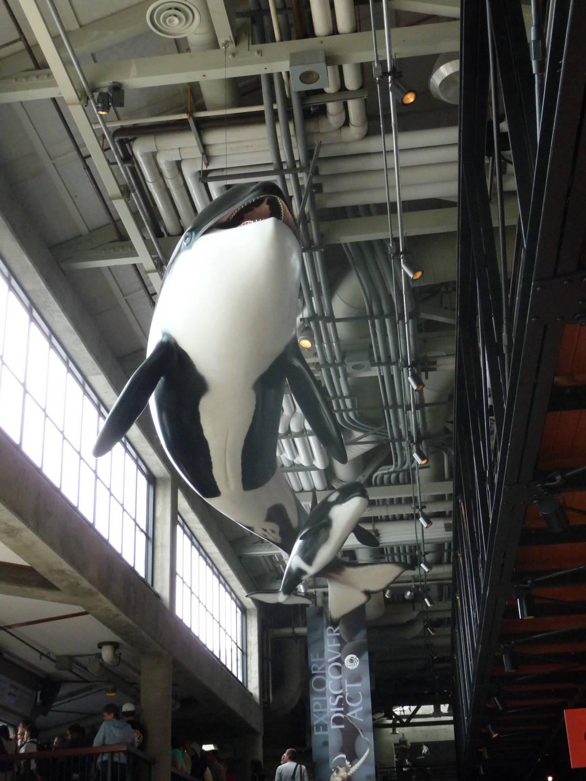 Monterey Bay Aquarium - Killer Whale Statue