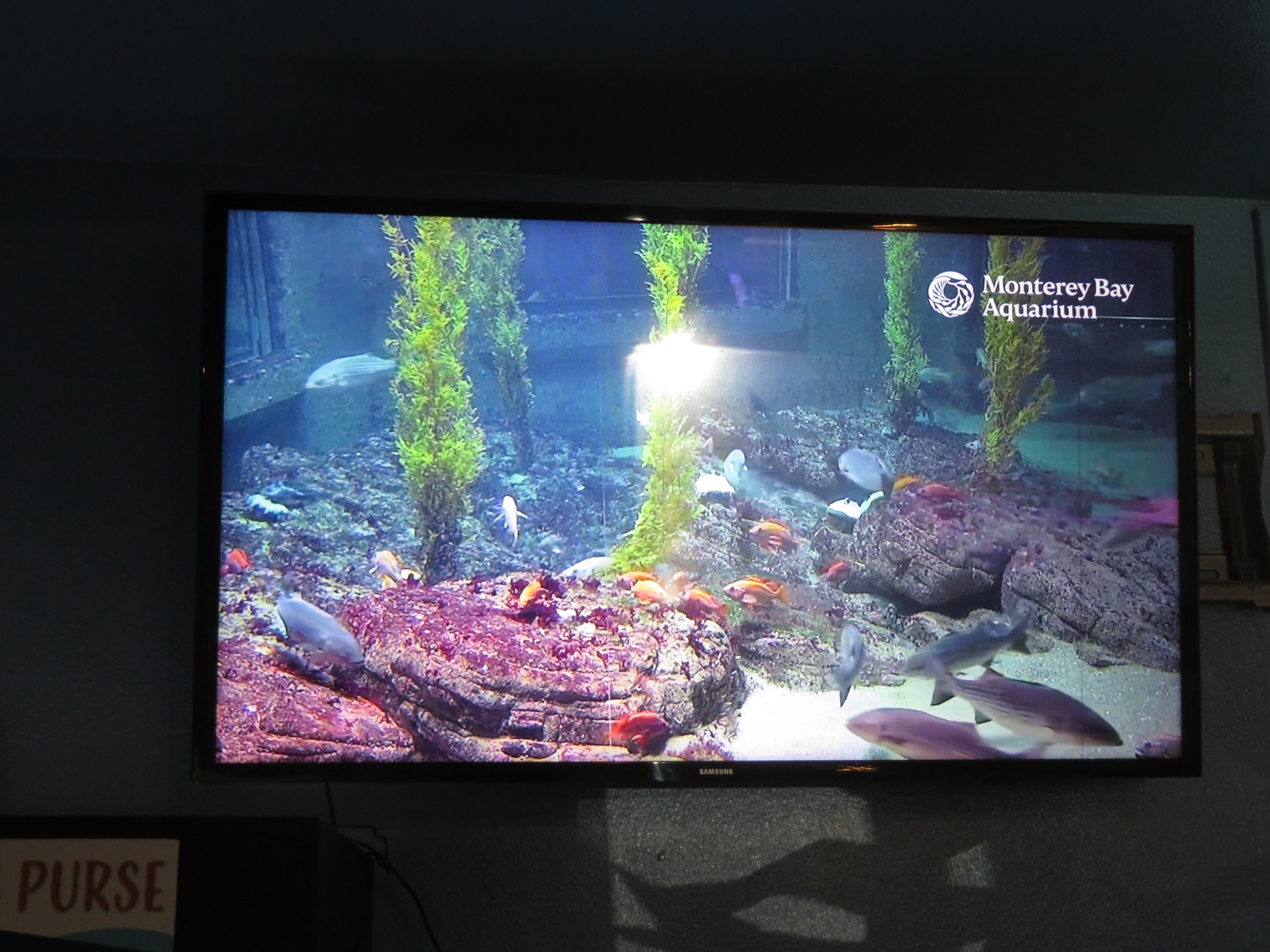 Monterey Bay Aquarium Livestream