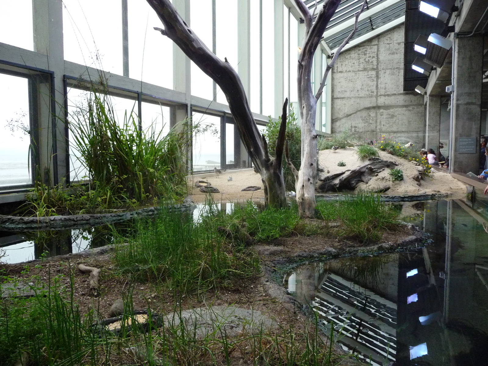 Monterey Bay Aquarium - Shorebirds Exhibit