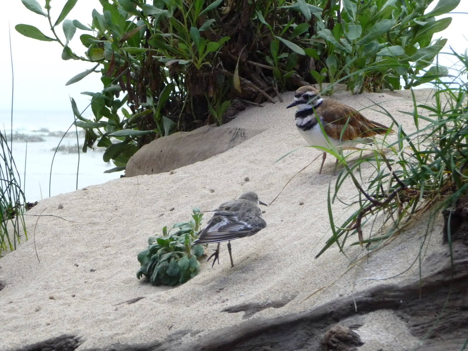 Monterey Bay Aquarium - Shorebirds Exhibit