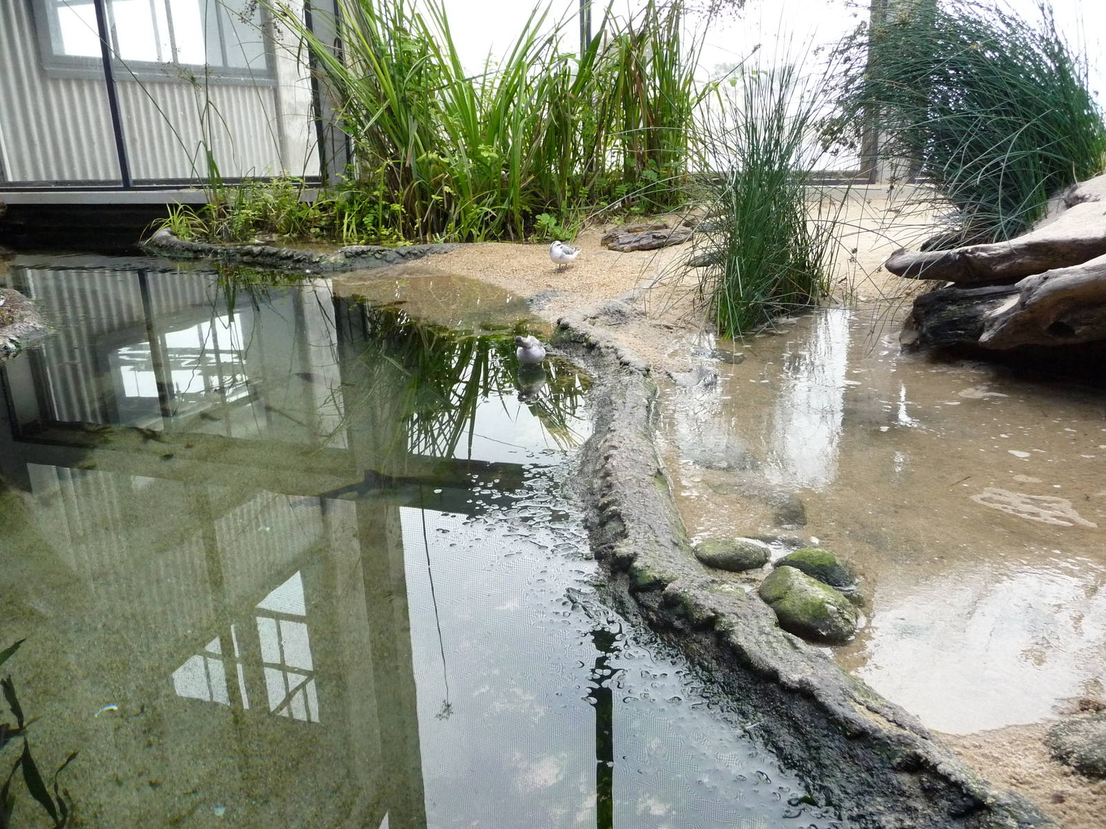 Monterey Bay Aquarium - Shorebirds Exhibit