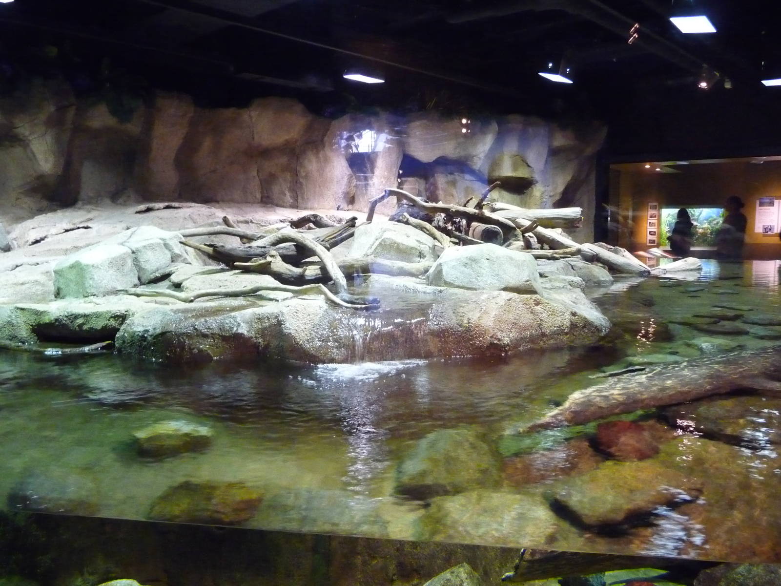 Monterey Bay Aquarium - Wild About Otters