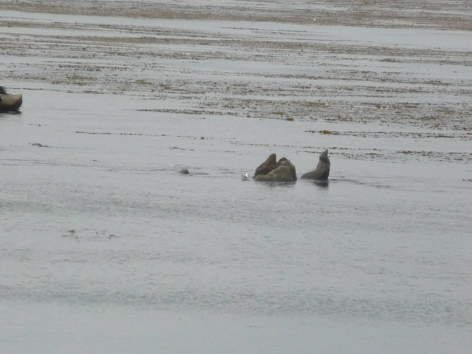 Monterey Bay Aquarium - Wild California Sea Lion