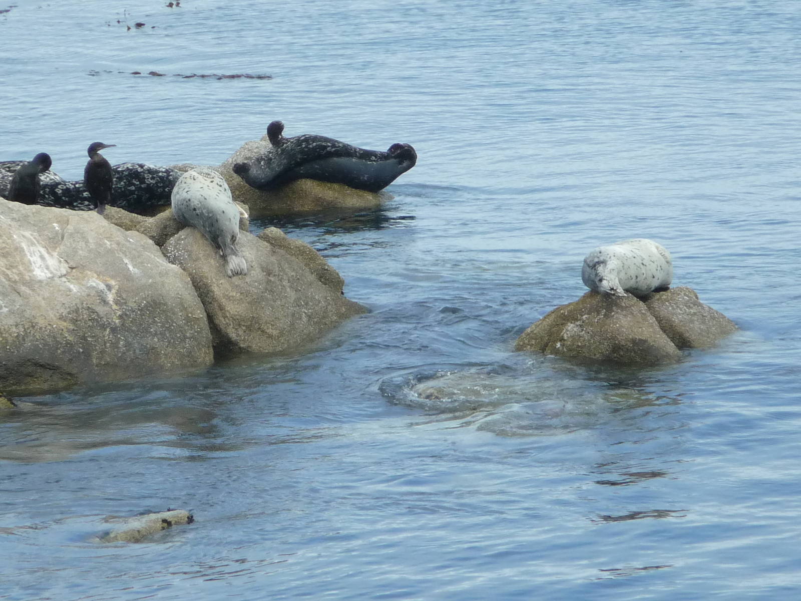 Monterey Bay Aquarium - Wild Harbour Seals