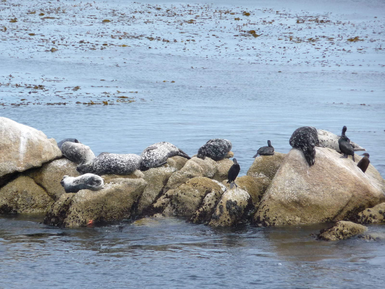 Monterey Bay Aquarium - Wild Harbour Seals