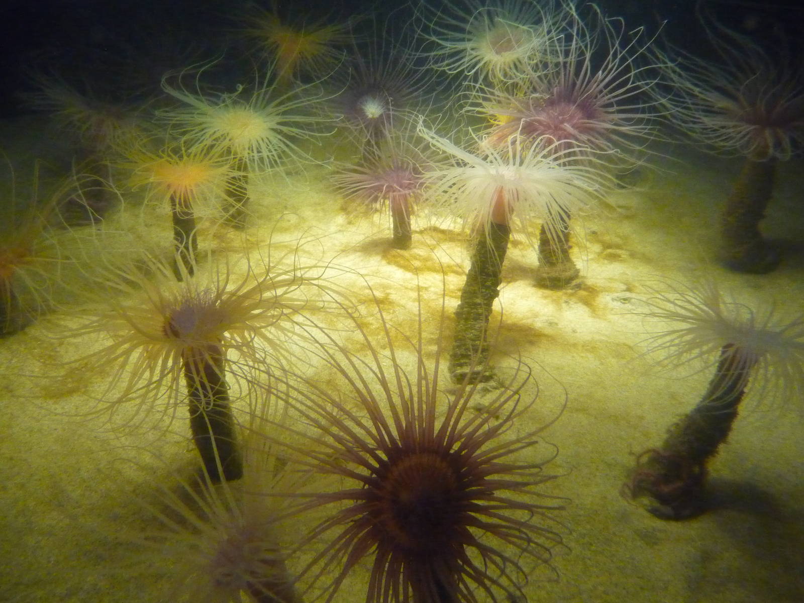 Monterey Bay Aquarium